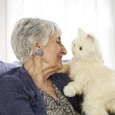 Have the cat regularly groomed, and ask someone who does not have allergies to brush them. These Lifelike Robotic Pets Are Helping Seniors With Dementia