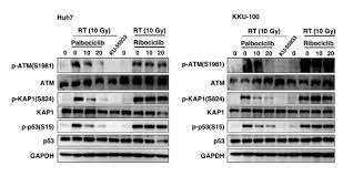 Ribociclib Fold Photo Wall Complex