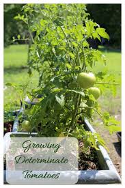 Learn how to grow tomatoes with bunnings warehouse. Growing Determinate Tomato Plants Perfect For Containers