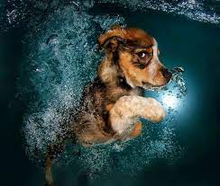 Find and review pet photographers across the uk on the good dog guide. Top 10 Best Pet Photographers In The World Topteny Com
