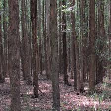 Image result for Eucalyptus cloeziana
