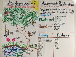 interdependency 5th grade science anchor chart and