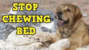 How To Stop A Dog From Chewing His Bed Youtube