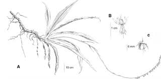 Image result for Chlorophytum gallabatense