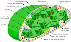 Maybe you would like to learn more about one of these? Que Es Y Que Partes Tiene La Celula Vegetal Guia Completa 2021