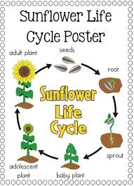 Paper Plate Life Cycles Frog Pumpkin Apple Sunflower And More Sunflower Life Cycle Life Cycles Preschool Science