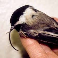 The clue bird's beak was last spotted by us at the crossword champ pro crossword on december 24 2018. Bird Beak Deformities On Increase In Alaska The Spokesman Review