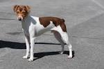 Brazilian Terrier Dog Breed