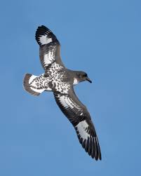 cape petrel daption capense a seabird in flight east of the tasman peninsula tasmania australia they are aggressive eater animals pet birds sea birds