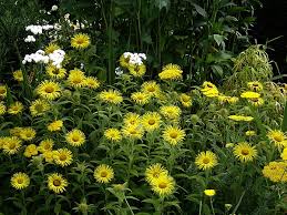 Image result for Inula