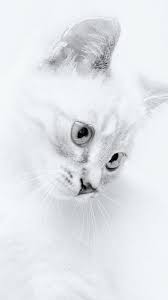 Ecran complet assemblé blanc neuf pour téléphone portable iphone 6s a1633. Fond D Ecran Hd Pour Iphone Un Magnifique Chat Blanc Au Visage Incline Monchat Ca