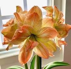 Image result for Hippeastrum sp. cultivars