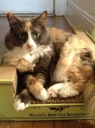 Check spelling or type a new query. Woodside Couple Claims Forest Hills Veterinary Clinic Killed Their Cat File 290k Lawsuit Sunnyside Post
