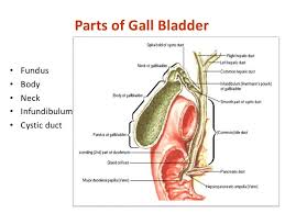 Radiological Anatomy Of Hepatobiliary System