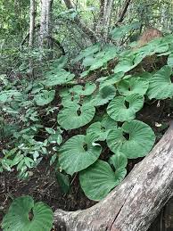 Image result for Nervilia