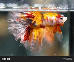 New and used items, cars, real estate, jobs, services, vacation rentals and more virtually anywhere in ontario. Betta Koi Nemo Hm Image Photo Free Trial Bigstock