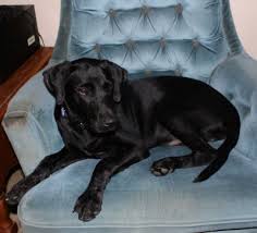 Check spelling or type a new query. Pets For Adoption At Five Acres Animal Shelter In Saint Charles Mo Petfinder