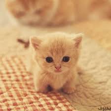 pin on animales