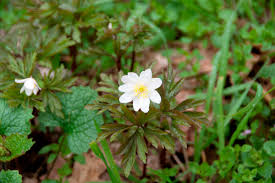 Check spelling or type a new query. I Fiori Del Sottobosco Colli Euganei