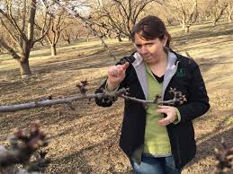 Pronunciation of bob almond with and more for bob almond. I Say Almond You Say Am End But Who S Right Valley Public Radio