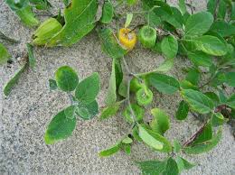 Image result for Physalis viscosa