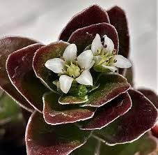 Image result for Crassula globularioides