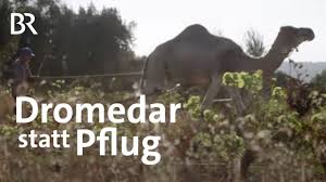 Jussasi ikki oʻrkachli toʻyalarga qaraganda kichikroq. Tierische Helfer Ein Dromedar Als Pflug Auf Marrokanischem Weingut Gut Zu Wissen Br Youtube