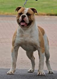 Despite their famous sourpuss expression, bulldogs are generally docile although can prove to be very fast movers over a short distance. Bullforce S Mc Money