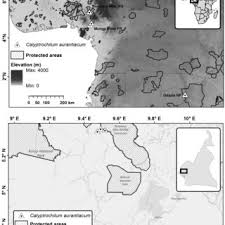 Image result for Calyptrochilum
