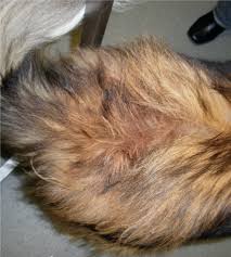 Hair loss is common in dogs, but bare spots in his coat may be a sign of infection or disease. Creepy Crawlies In Dogs And Cats How To Find And Treat Them The Veterinary Nurse