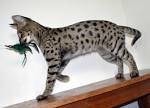 Savannah Cat - Size,Diet,Temperament,Price.