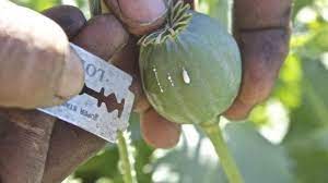 Yap, game hay day merupakan game pertanian yang paling populer di ios maupun android. Inilah 3 Jenis Tanaman Yang Akan Membuat Kamu Cepat Kaya Alihamdan Id