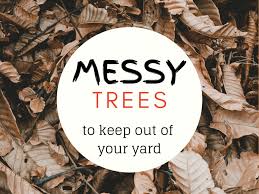 Up to 25 feet tall and 20 feet. 5 Worst Messy Trees For The Lazy Landscaper Dengarden
