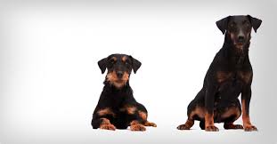 Image result for jagdteriér