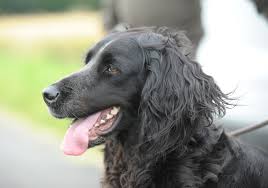 Les Erreurs Alimentaires Classiques Societe Centrale Canine
