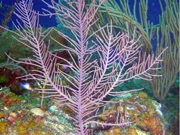 Image result for Afrocanthium pseudorandii