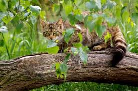 Iskoc Yaban Kedisi Koruma Faaliyetleri My Animals