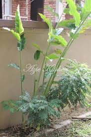 Jaringan daun di antara pembuluh daun menjadi merah tua di varietas anggur merah dan menjadi kuning di varietas anggur putih. Sabar Menanti Azie Kitchen