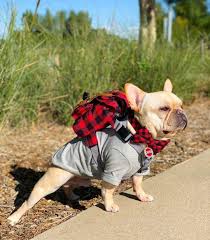 Pin On Happy French Bulldog