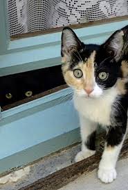 Sometimes I Feel Like Somebody S Watching Me Cats And Kittens Kittens Kittens Cutest