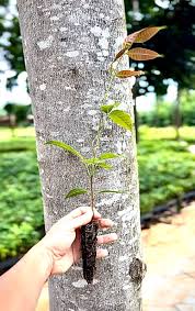 Image result for Khaya grandifoliola