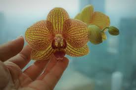 We did not find results for: The Most Stunning Costa Rican Flowers Casa Teresa