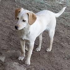 Jun 17, 2021 · labrahuahua isn't an encantation; View Ad Chihuahua Labrador Retriever Mix Dog For Adoption Near Virginia Chantilly Usa Adn 744484