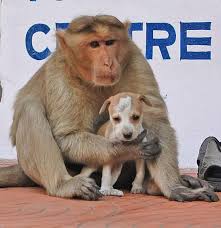 Monkey Adopts A Puppy Defends It From Stray Dogs And Lets It Eat First Puppies Puppy Adoption Puppy Day