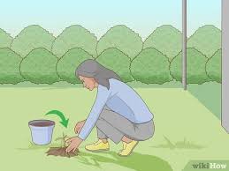 May 25, 2021 · to grow a mango tree from a seed, remove the pit from the mango, then use a steel wool pad to scrub all of the fruit fibers and hairs from the pit. How To Plant A Mango Seed With Pictures Wikihow