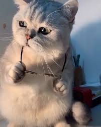  Watch The Best Youtube Videos Online Keren Banget Dah Gayanya Hana Kitty Follow Kucingbandell Like Dan Tag Teman Kamu Yang Cat Love Cats Cute Cats