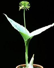 Image result for Malaxis weberbaueriana