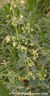 Image result for Pergularia