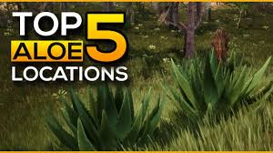 Most garden supply stores will have the seeds, and you also have the option of buying online. Top 5 Aloe Locations Conan Exiles Youtube
