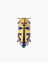 Mango Beetle